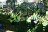 gal/Ville_Propre/_thb_OPERATION DECHETS LAMBRES 056.JPG